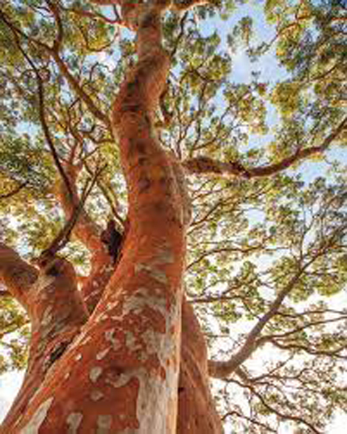 Transferred Trees Will Be Assessed :  राजधानी में स्थानांतरित किए पेड़ों के जीवित रहने का किया जाएगा आंकलन