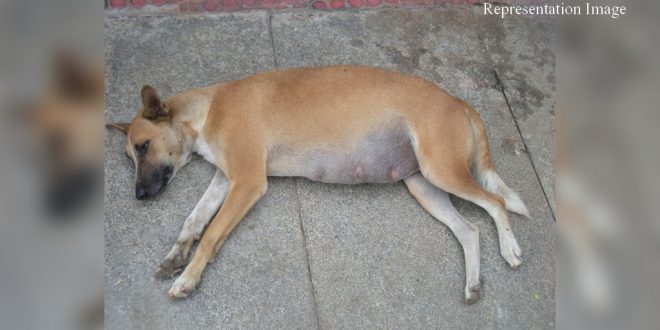 Stray Dog Killed by Stabbing Him आवारा कुत्ते को चाकू से वार कर मार डाला