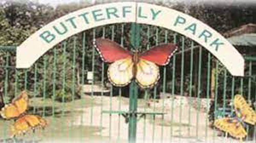 First Butterfly Park : उत्तरी दिल्ली को उपहार स्वरूप मिला पहला तितली पार्क, पर्यटक कर सकेंगे सैर सपाटा