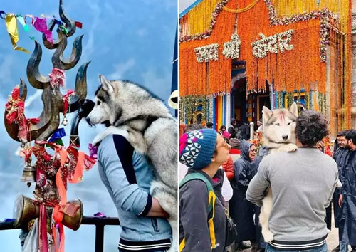 उत्तराखंड के केदारनाथ मंदिर में हुई अजीब घटना, ब्लॉगर द्वारा कुत्ते को दर्शन करवाने पर हुआ विवाद