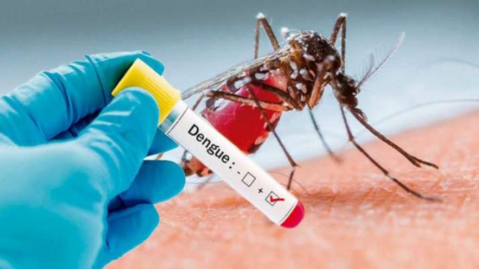 Delhi Dengue News