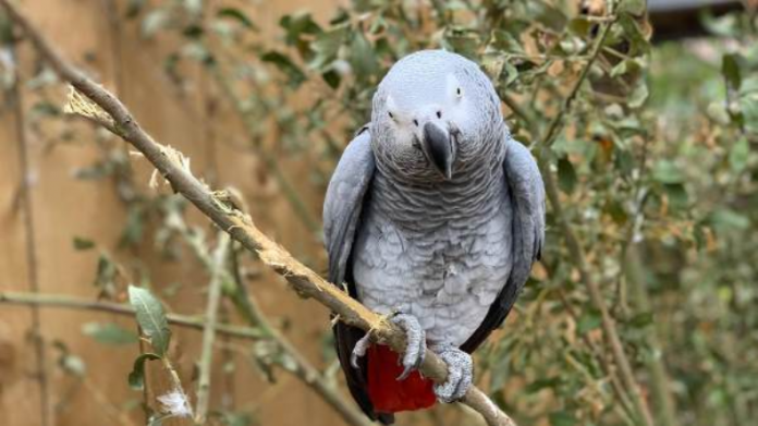 South Africa Parrots