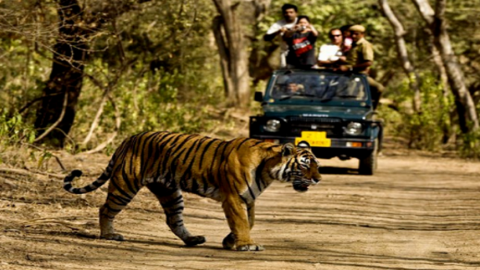 Delhi Jungle Safari