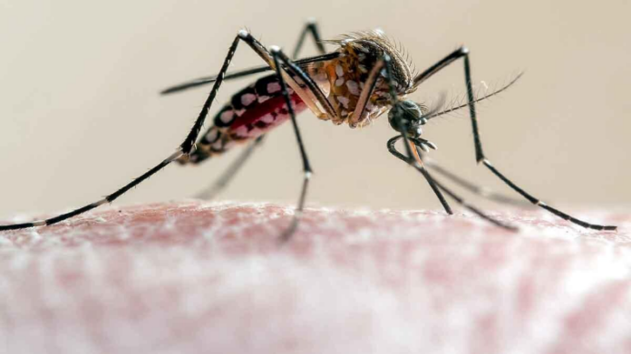 Malaria Outbreak