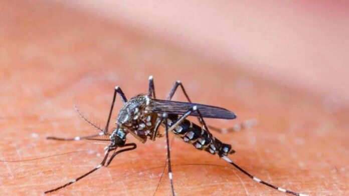Delhi-NCR Dengue Update: