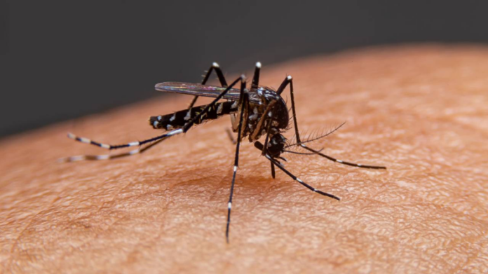Difference Dengue & Chikungunya