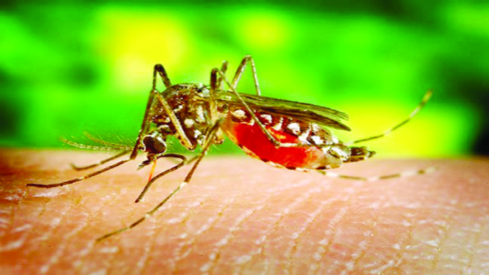 Dengue News: