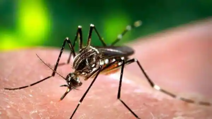 Delhi Dengue Update