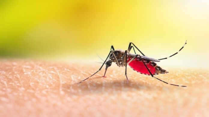 Dengue Case In Delhi: