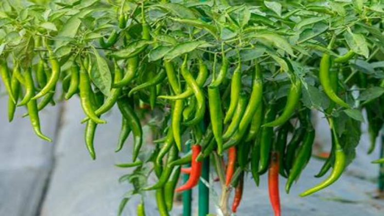 Benefits Of Green Chilli: चौंक जाएंगे हरी मिर्च के फायदें जानकर, हर रोज खाएंगे 2 हरी मिर्च