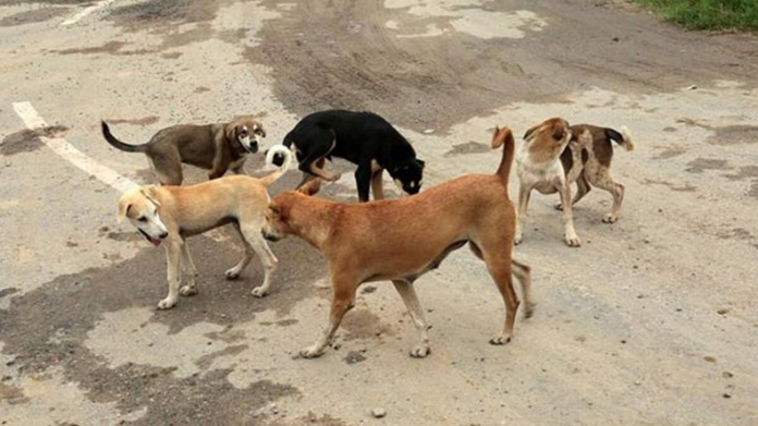 Delhi Stray Dog: