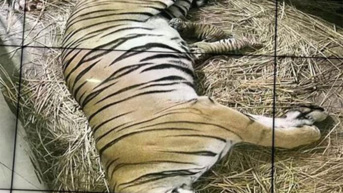 Royal Bengal tigress gave birth