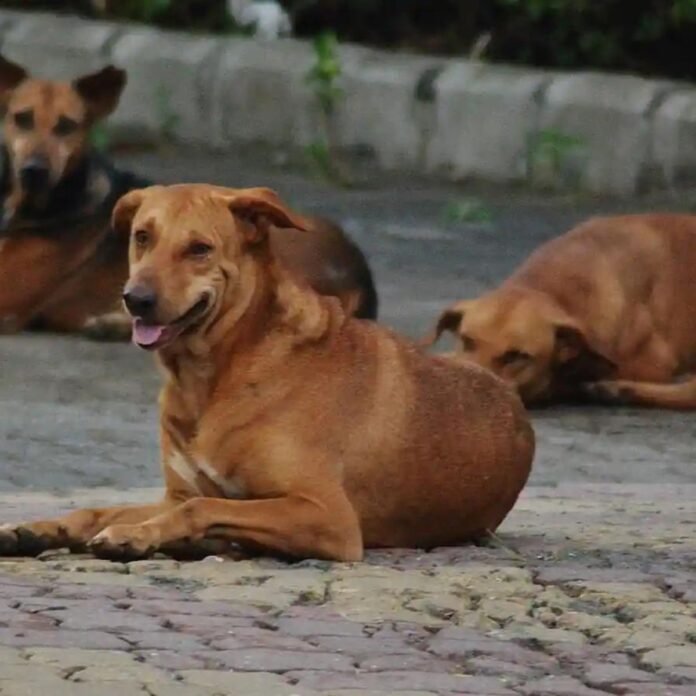 stray dog ​​attack in delhi