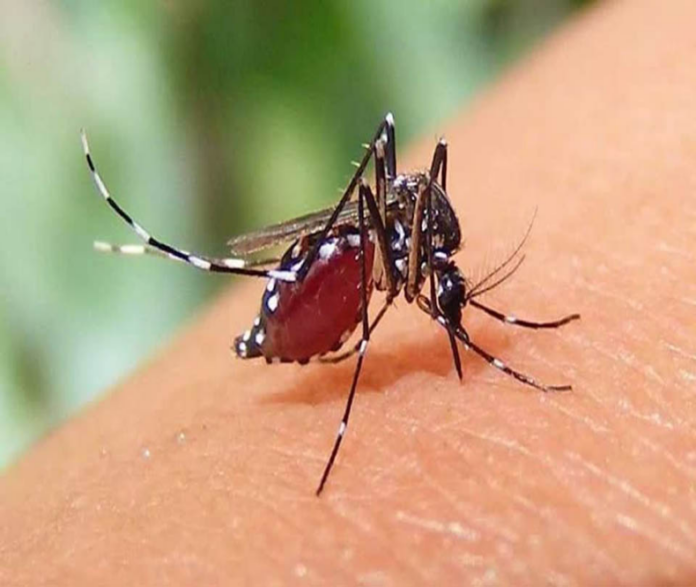 Dengue In Delhi: