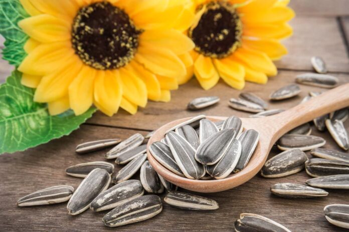 Sunflower Seeds Benefits: