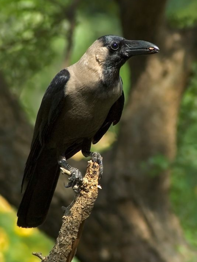 10 लाख कौवों को मारेगा यह देश, हुआ परेशान