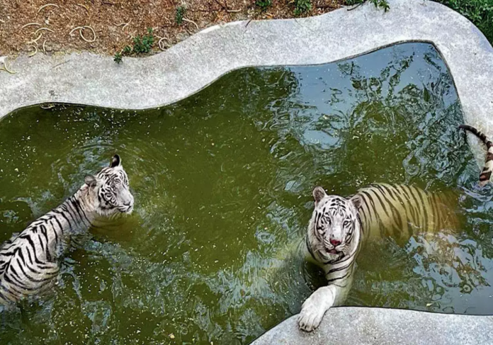 Delhi Zoo