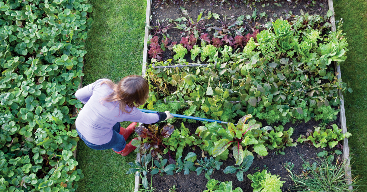 Home Garden Tips: बरसात में सूखा पड़ा है तुलसी का पौधा? अपनाएं ये घरेलू नुस्खे